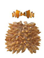 Clownfish Love