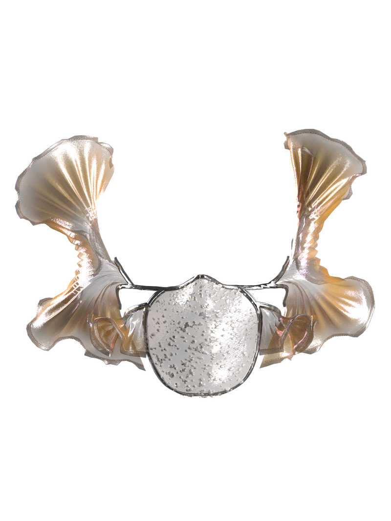 Crossota muzzle