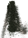 The Forest