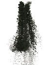The Forest