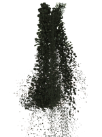 The Forest