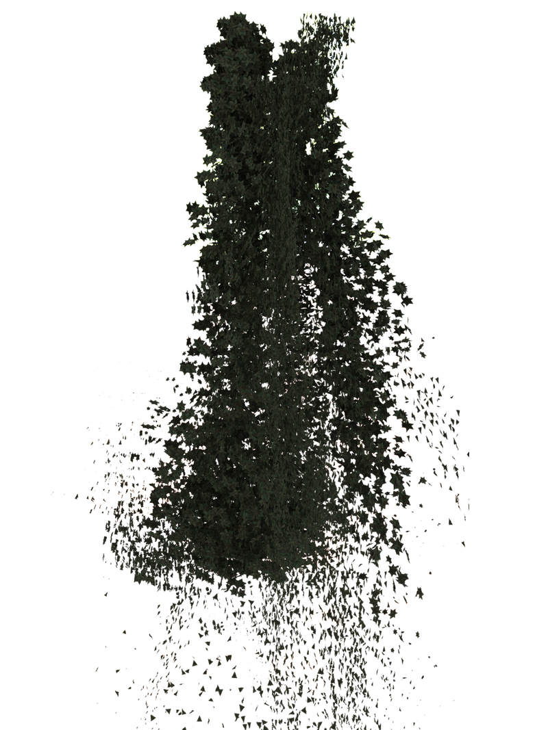 The Forest