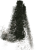 The Forest