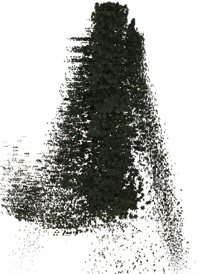 The Forest
