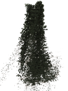 The Forest