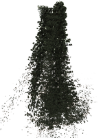 The Forest