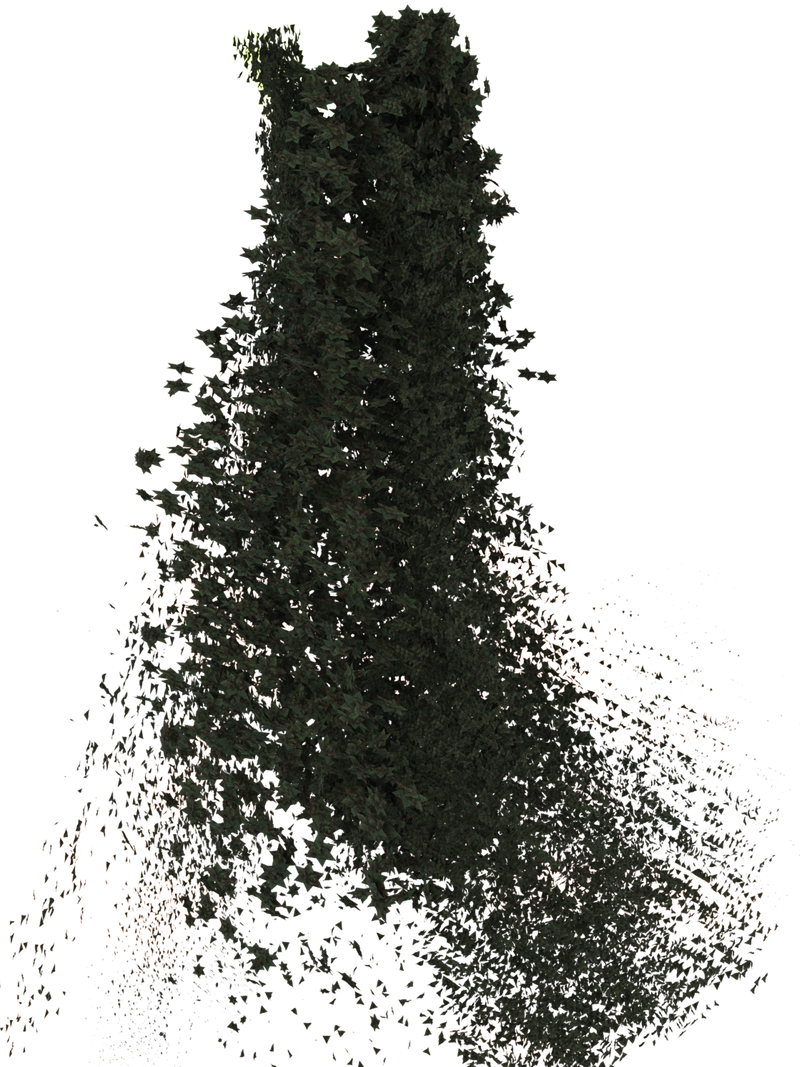 The Forest