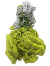 CYCLOTELLA