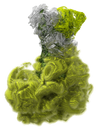 CYCLOTELLA