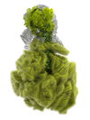 CYCLOTELLA