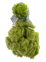 CYCLOTELLA