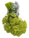CYCLOTELLA