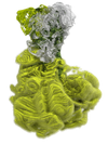 CYCLOTELLA