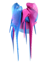 Pleated wings pink/blue