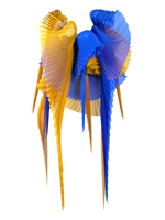 Pleated wings yellow/blue