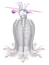 CORIMAE Meggie