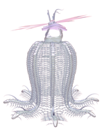 CORIMAE Meggie