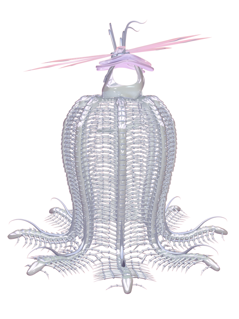 CORIMAE Meggie