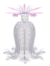 CORIMAE Meggie