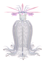 CORIMAE Meggie