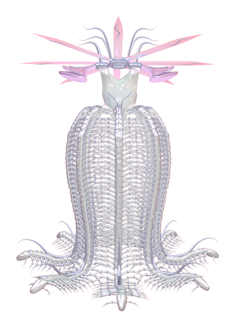 CORIMAE Meggie