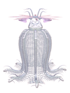 CORIMAE Meggie