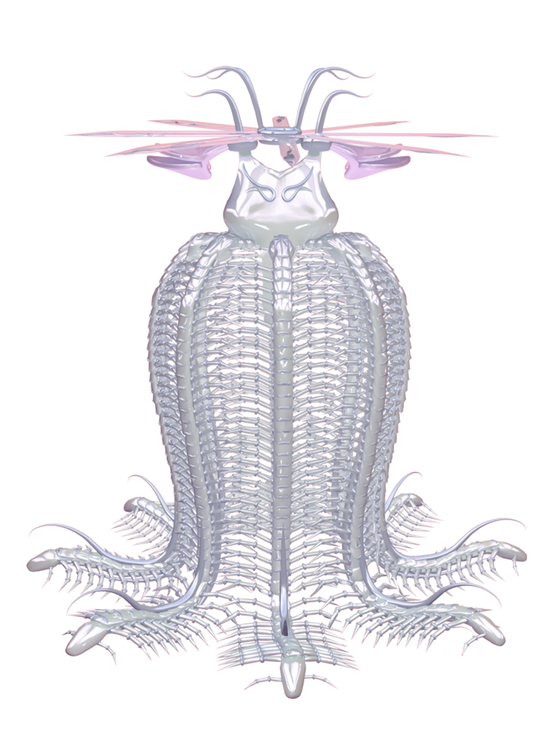 CORIMAE Meggie