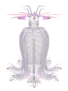 CORIMAE Meggie
