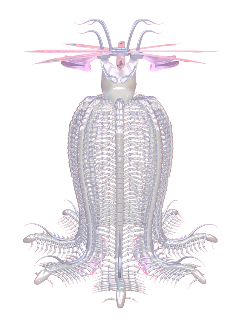 CORIMAE Meggie