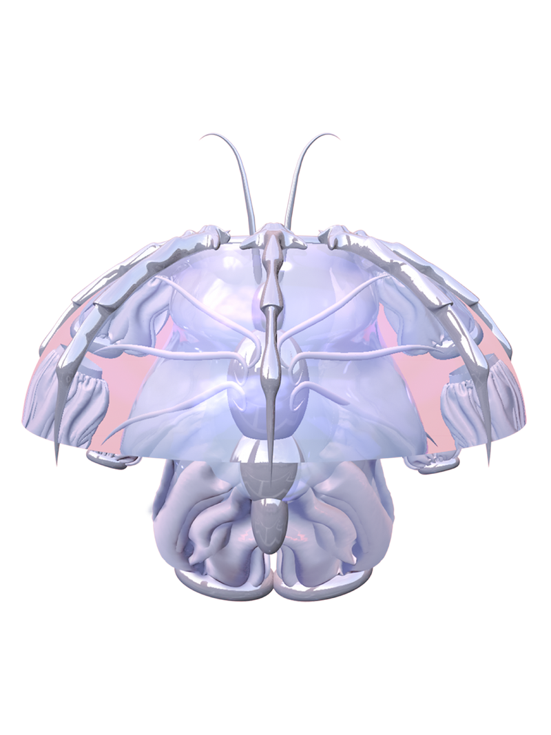 PAPYLIN Meggie