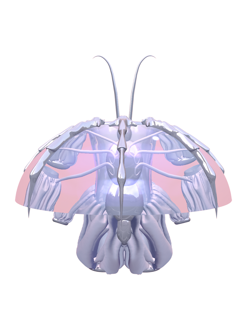 PAPYLIN Meggie