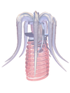 TACELERTA Meggie