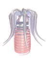 TACELERTA Meggie