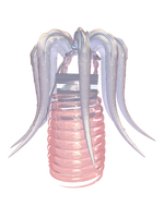 TACELERTA Meggie