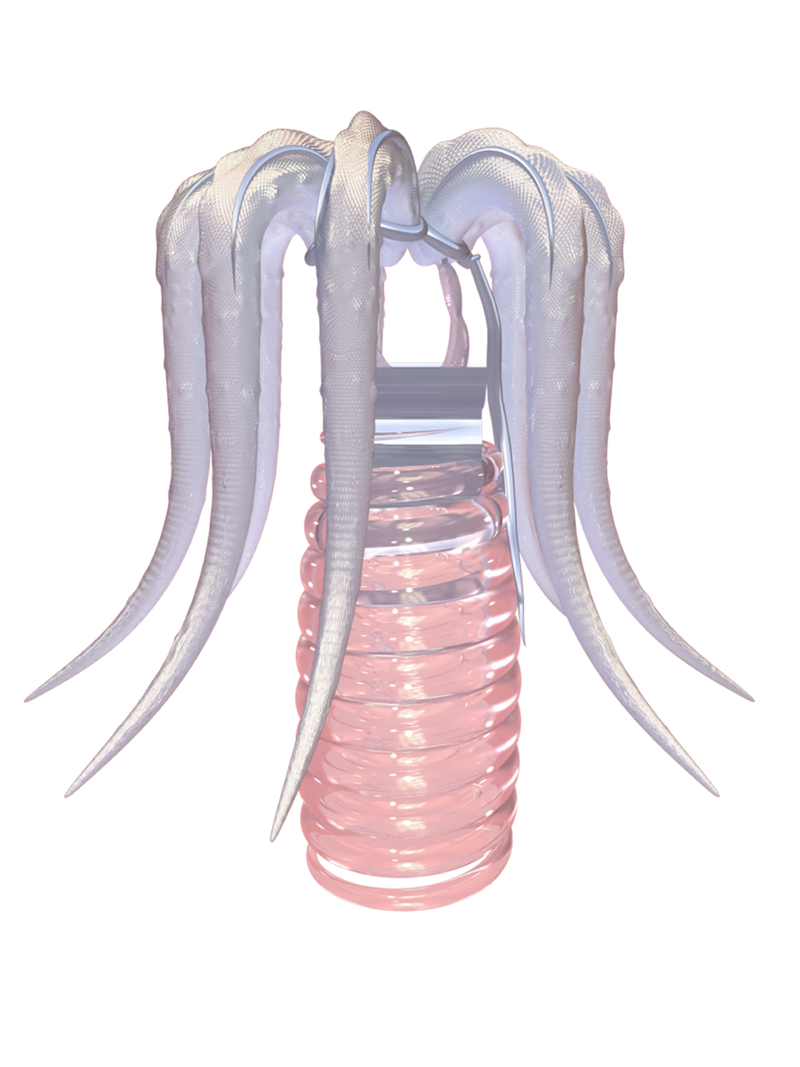 TACELERTA Meggie