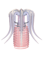 TACELERTA Meggie