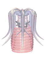 TACELERTA Meggie