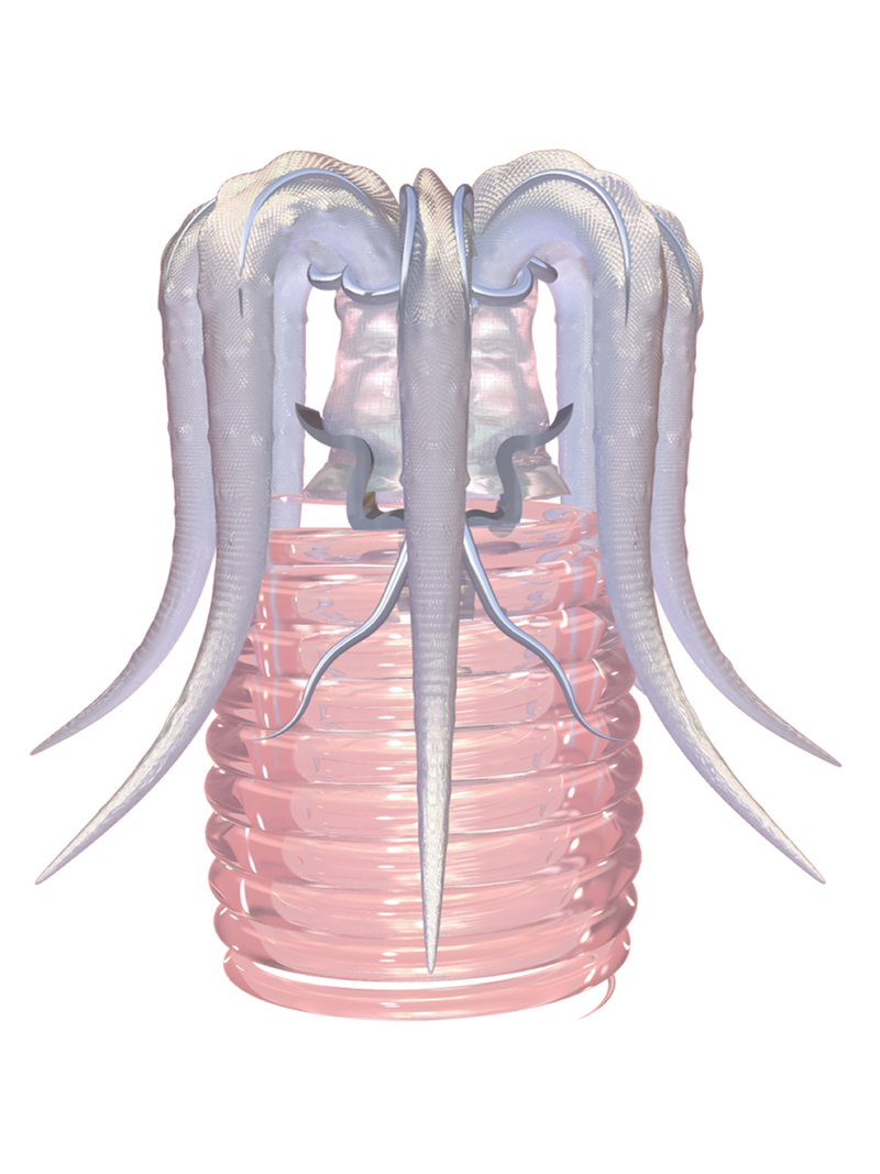 TACELERTA Meggie