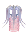 TACELERTA Meggie