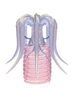 TACELERTA Meggie