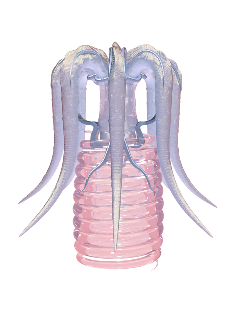 TACELERTA Meggie