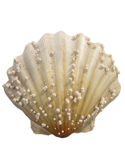 Seashells top