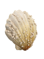 Seashells top
